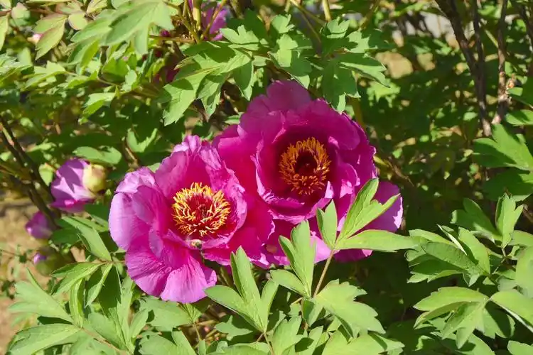 寿阳:丹凤牡丹花盛开