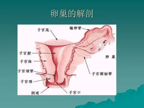 卵巢癌的护理ppt
