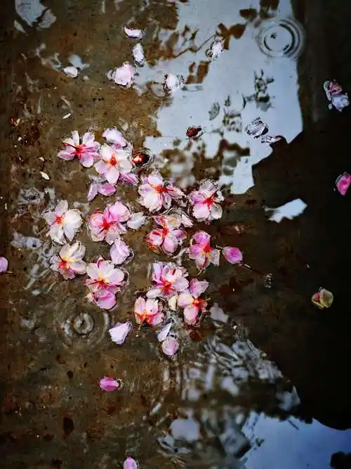 花雨(手机摄影)