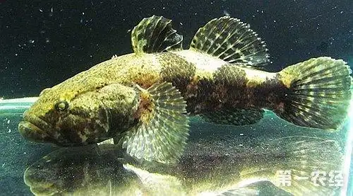 泰国笋壳鱼养殖方式介绍