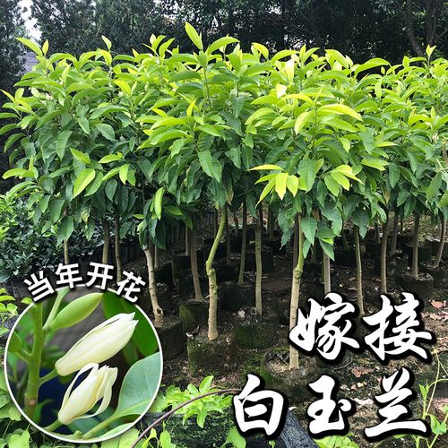 白兰花盆栽花卉绿植嫁接白玉兰苗缅桂花苗芳香四溢室内外地栽树苗