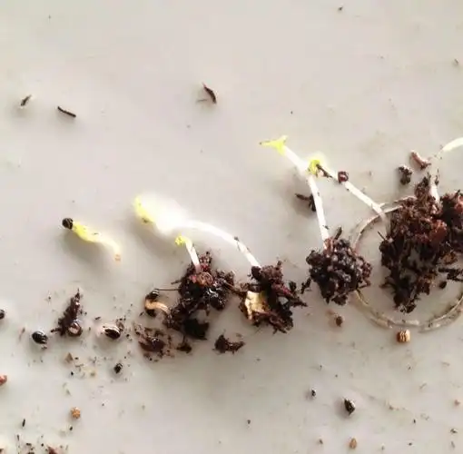 这种花一开300天,扔土里就活,新手也能养出满盆花,太简单了!_露薇