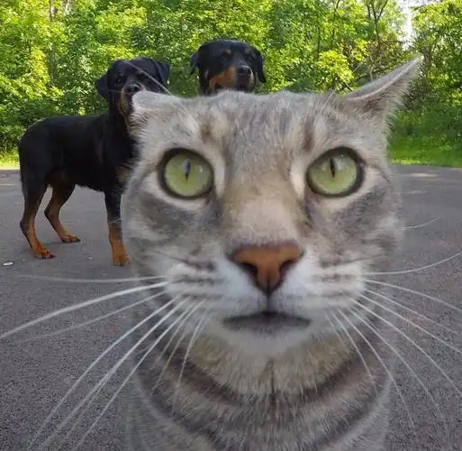 本着"我的是我的,你的当然也是我的"的猫逻辑,manny迷上了这台词相机