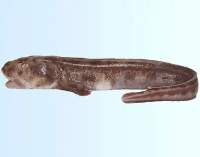 资料常见海鱼品种(待添加)