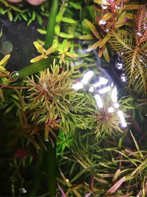 水草图鉴高温发色中