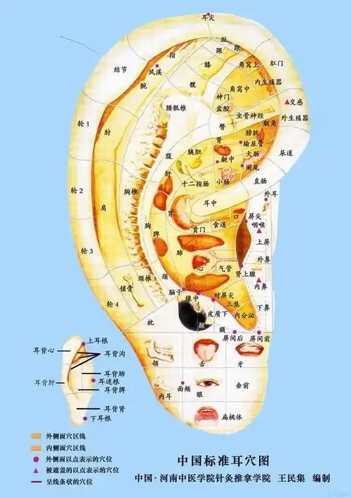 如何观看耳朵的反射区注意慢性病的潜伏期