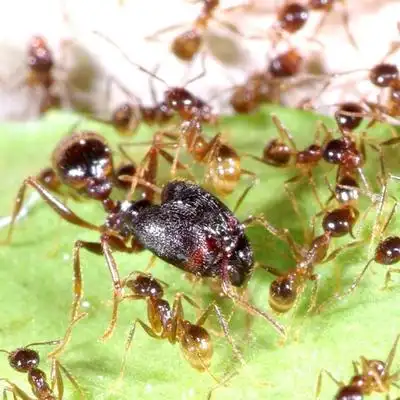 【中华四节大头蚁】蚂蚁世界 宠物蚂蚁  新后小群国内大型大头蚁