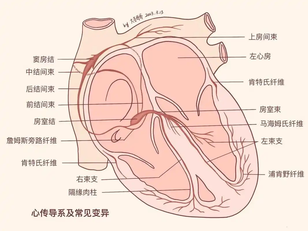 【解剖学教材重绘66】心脏因为爱你而跳动 【敲重点】心的传导系统