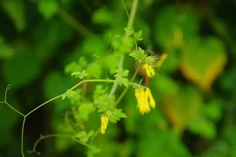 山野寻奇扭果紫金龙