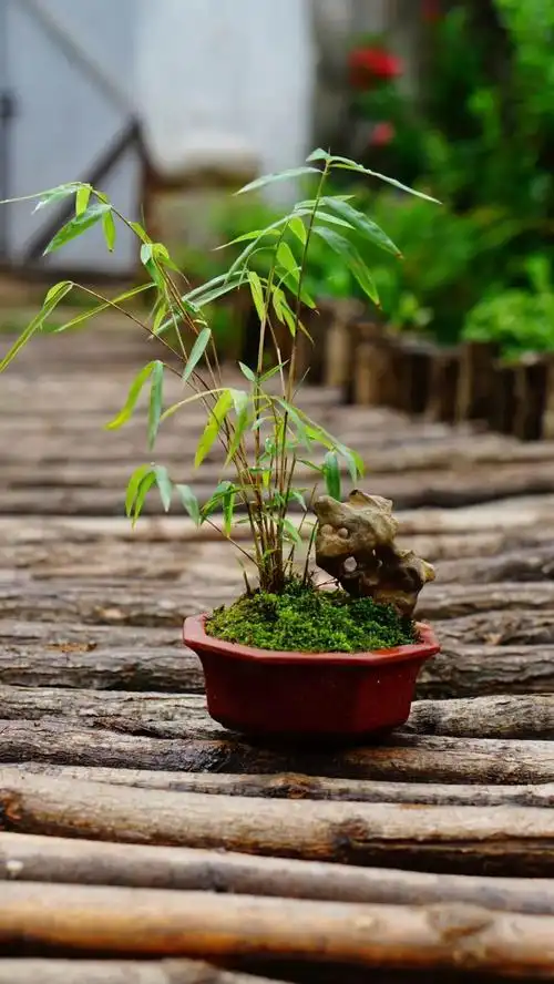 家有雅室,养一盆竹盆景