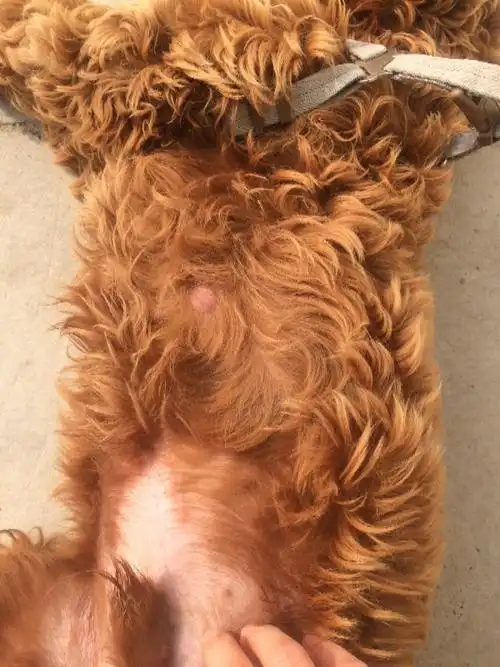 大家帮我看下我家狗身上这红色肉疙瘩是什么东西