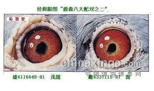 詹森八大配对种鸽