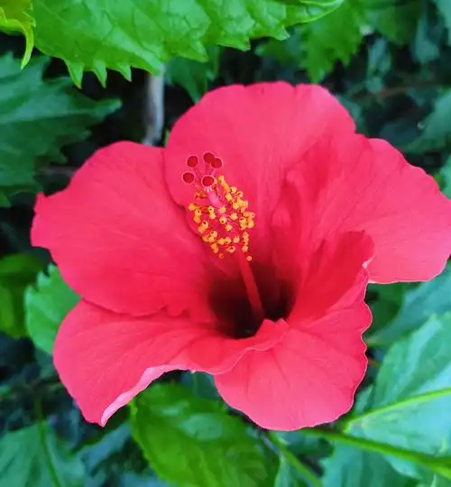 园林绿化带里的中草药:朱槿花