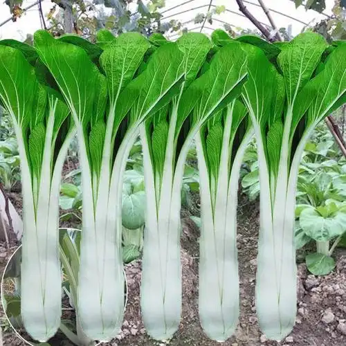 高梗白小白菜种子腌制酸菜菜籽秋冬四季播青梗菜家庭园艺种子