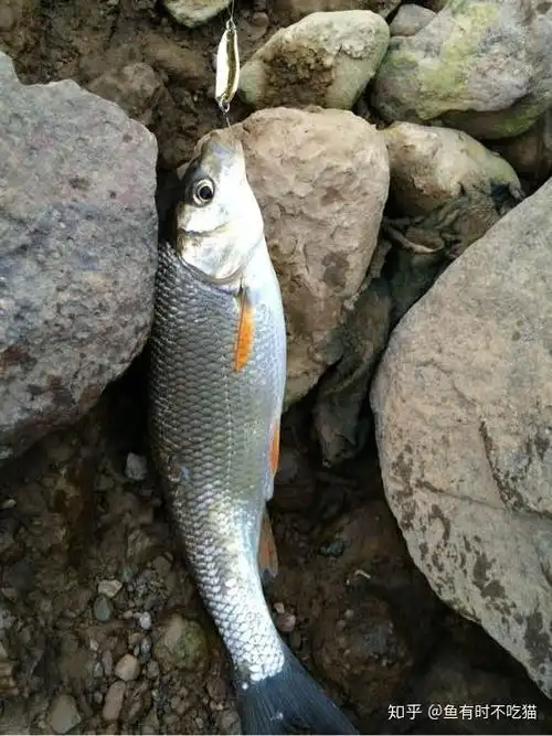 中国原生鱼北京鱼类图鉴