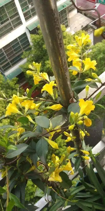 香味怡人的法国香水花,开花通体金黄色,一年能开上百天