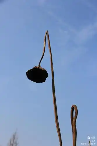 《一池残莲》残缺的美丽,亦堪称完美