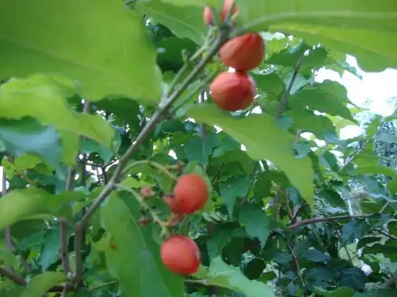 长满树的花生奶油果,由黄变红