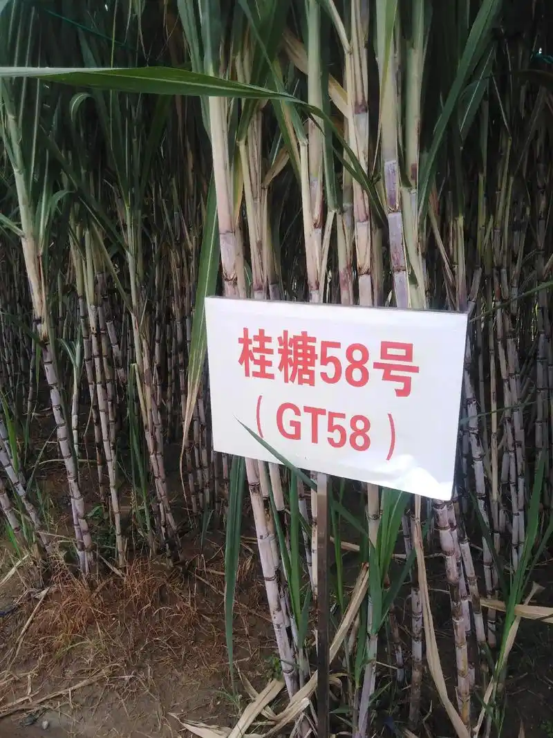农科院推广的部分甘蔗品种,图片为新植蔗 - 抖音