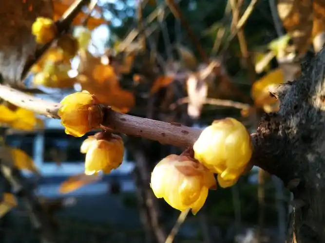 斜阳下的黄腊梅