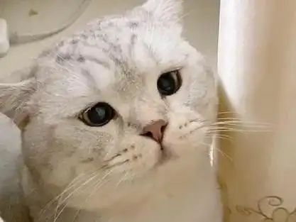 撅嘴小猫跟拍_撅嘴小猫跟拍表情包_撅嘴猫表情 - 抖音