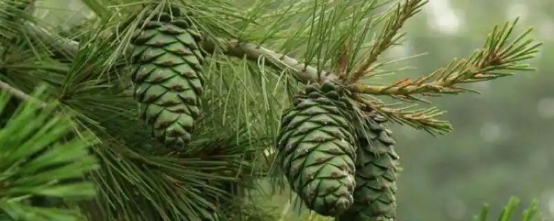 松子树长什么样