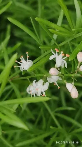 庆元植物1275-百合科-天门冬属-非洲天门冬