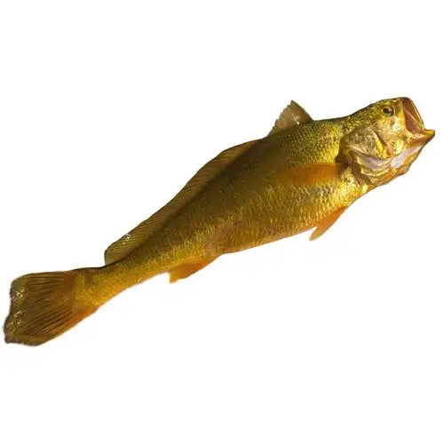 野生正宗海钓纯野大黄鱼1条8两左右纯正黄花鱼黄鱼