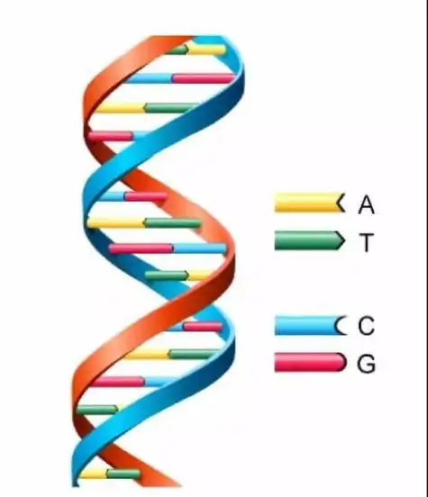 dna分子双螺旋结构简笔画