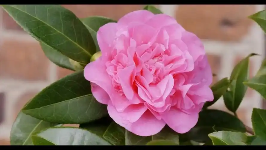 山茶花花语是什么,可以送给什么人