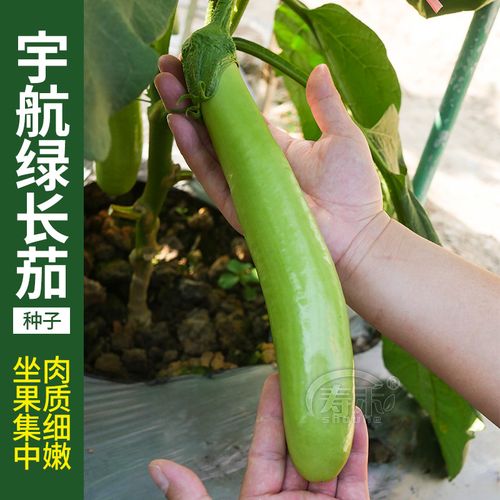 线茄绿茄子种子种籽绿茄青皮长茄子苗秧水果秧苗盆栽蔬菜秧孑品种