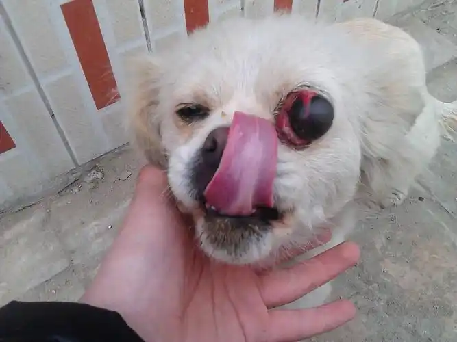 我的狗眼珠掉了 该怎么办!除了做手术还能怎么办?