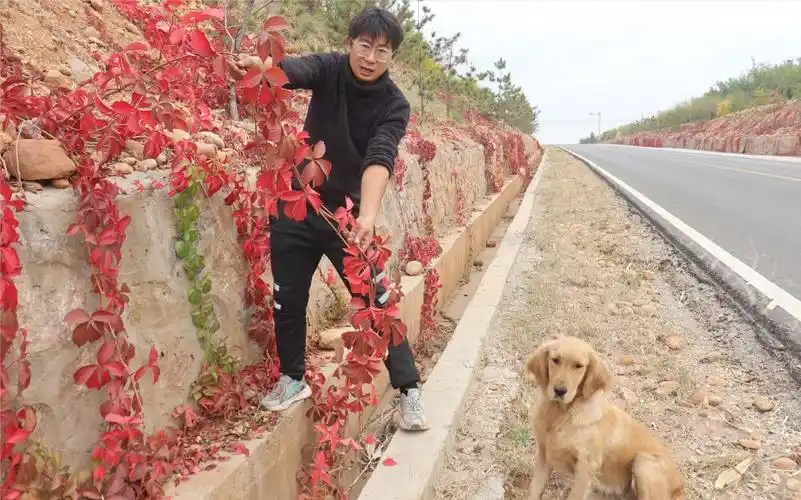 一种红色植物爬满山坡,金毛说这是爬山虎,爬山虎有红色品种吗?