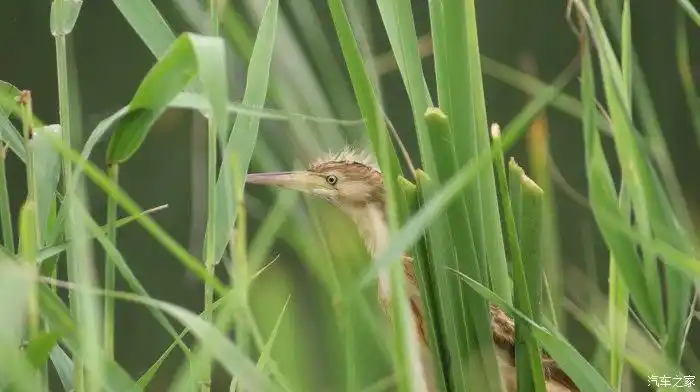 108 | 回复: 5 摄影论坛 雨后的小蹼鸡