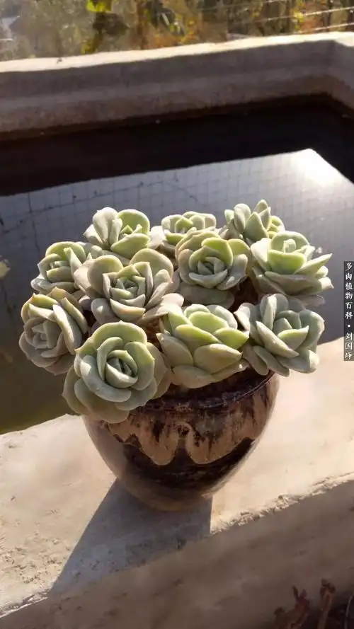 可爱玫瑰,不易群生多肉,适合多棵搭配,不挑土,喜水!