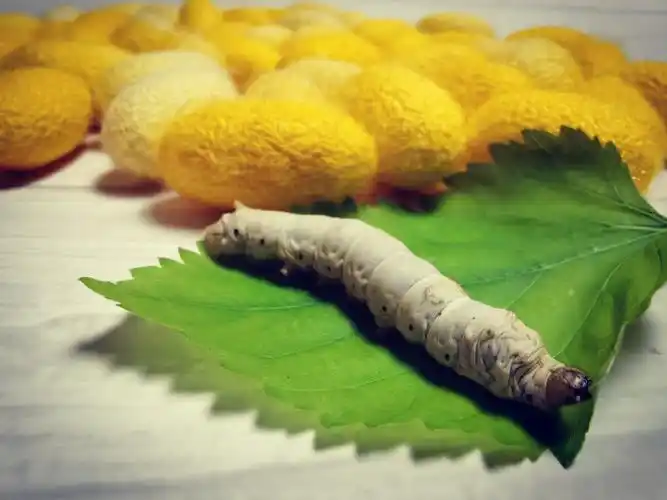 秋蚕宝宝彩色蚕茧深黄中黄浅黄粉色