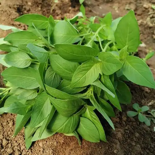 玫栀新鲜荆芥菜河南大叶荆芥农家菜家乡的味道500g