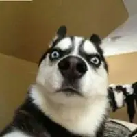 哈士奇情侣狗狗头像