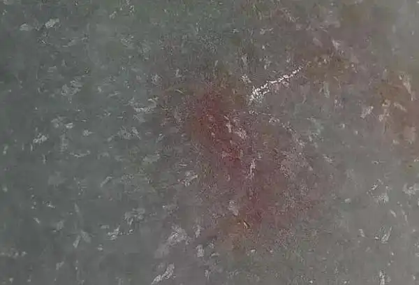 小羽毛教你辨认传说中的苍蝇翅