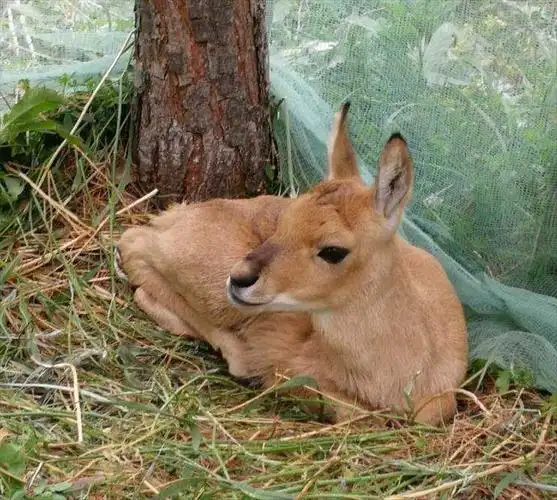 黄羊行动 | 保护野生迁徙动物,绿会在行动