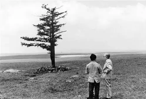 塞罕坝荒原上发现的一棵松,被称为"功勋树"(资料图)