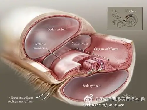 内耳-耳蜗中的螺旋器 organ of corti 螺旋器是人类的听觉感受器.螺旋