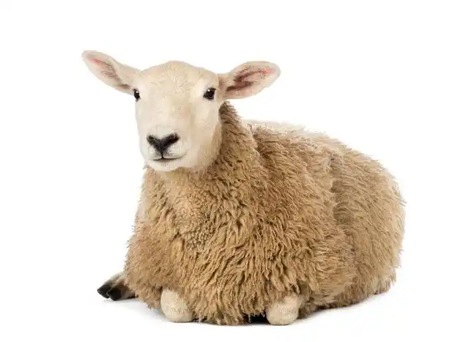 羊白色背景农场里的动物农场扁平插画农场劳作jpg素材农场插画羊躺在