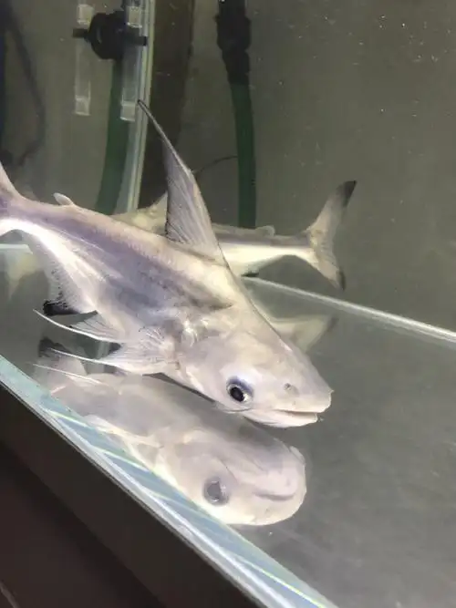 求大神帮忙!虎头鲨