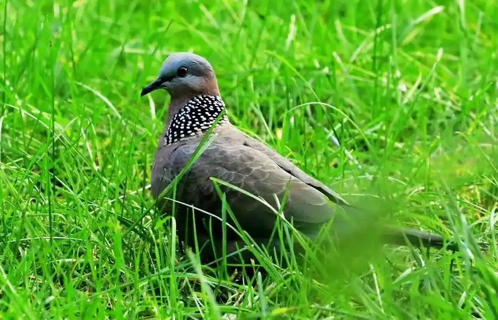 神奇物种一珠颈斑鸠