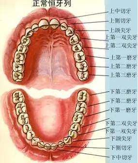 窝沟封闭一般是对乳牙和恒牙预防龋齿的一种**的办法,一般主要用于