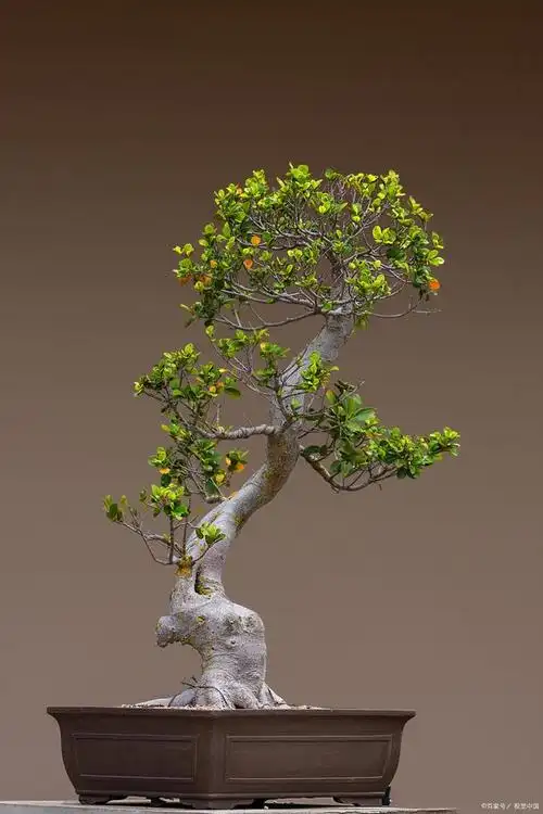 从这五步入门带新手快速玩盆景