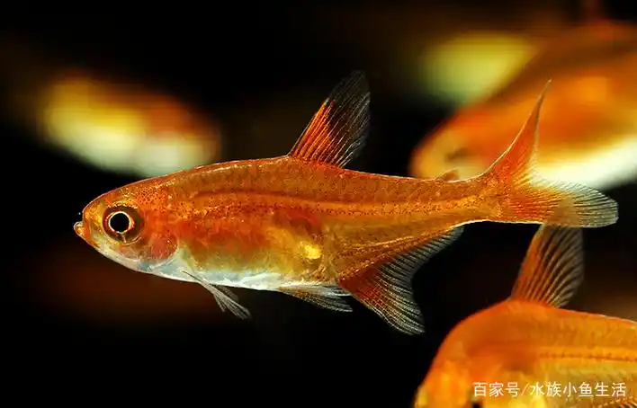 喷火灯 - 优质问答专区