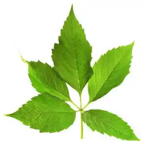 绿色的树叶在树枝上照片