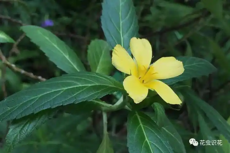 叶互生,椭圆形至倒阔披针形,边缘有锯齿,叶基有一对明显的腺体.